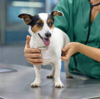 24 Hour Vet Clinic Singapore