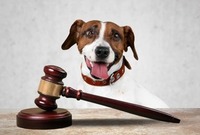 5 Colorado Springs Business Lawyers Who’ll Light Your Startup’s Fuse