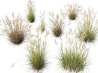 3dgardenplants