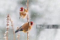  madagascarbirding