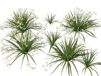 3dgardenplants
